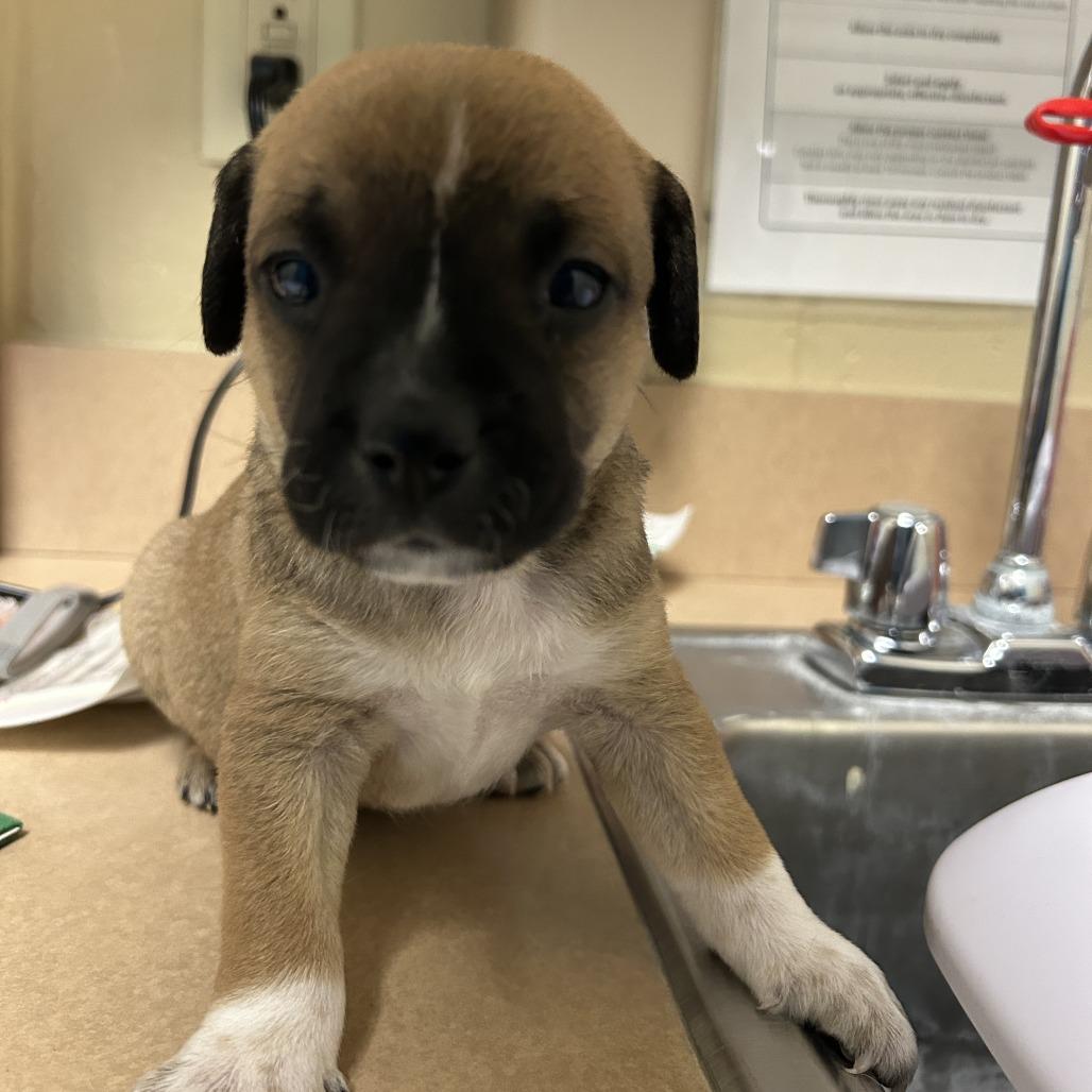 Enlarge Oolong, a Adoptable Mixed Breed in Cheyenne, WY image 2/2