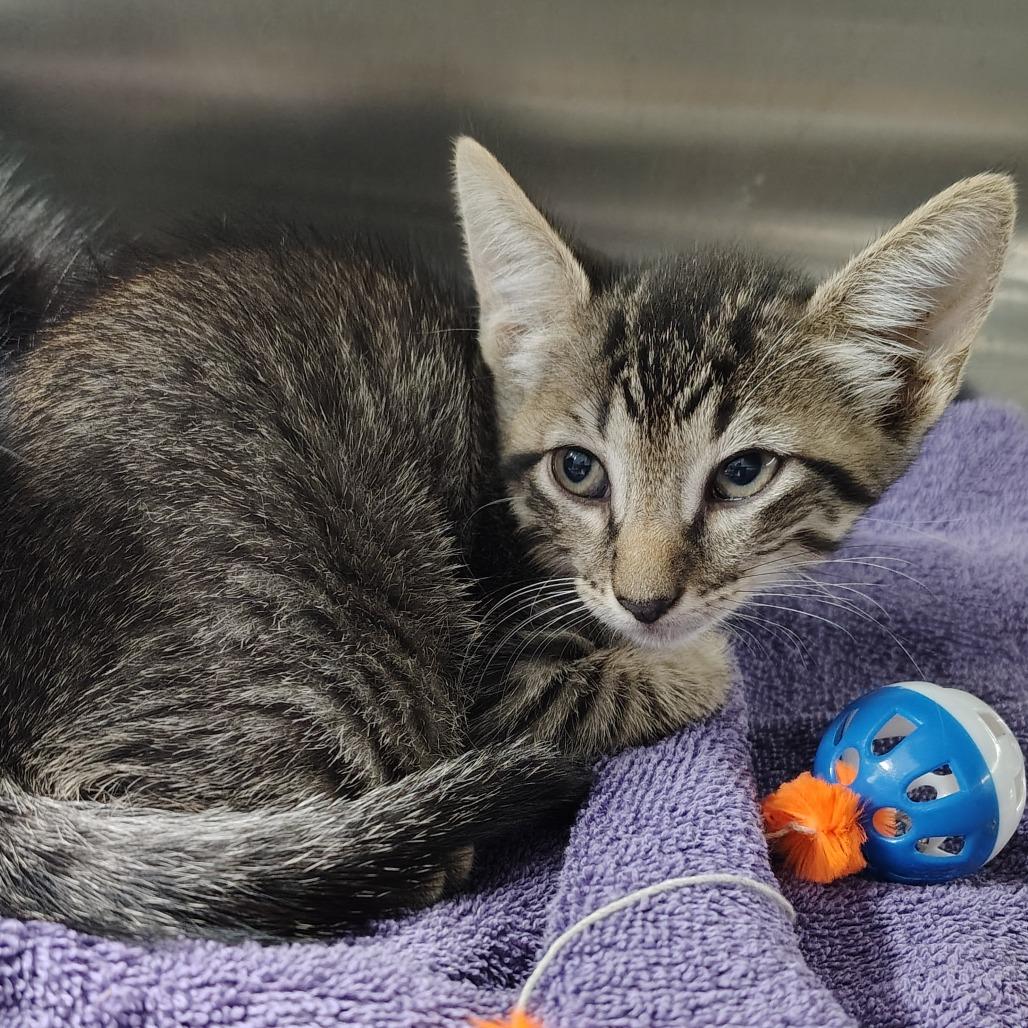 Luigi, Adoptable, Kitten Male Domestic Short Hair.