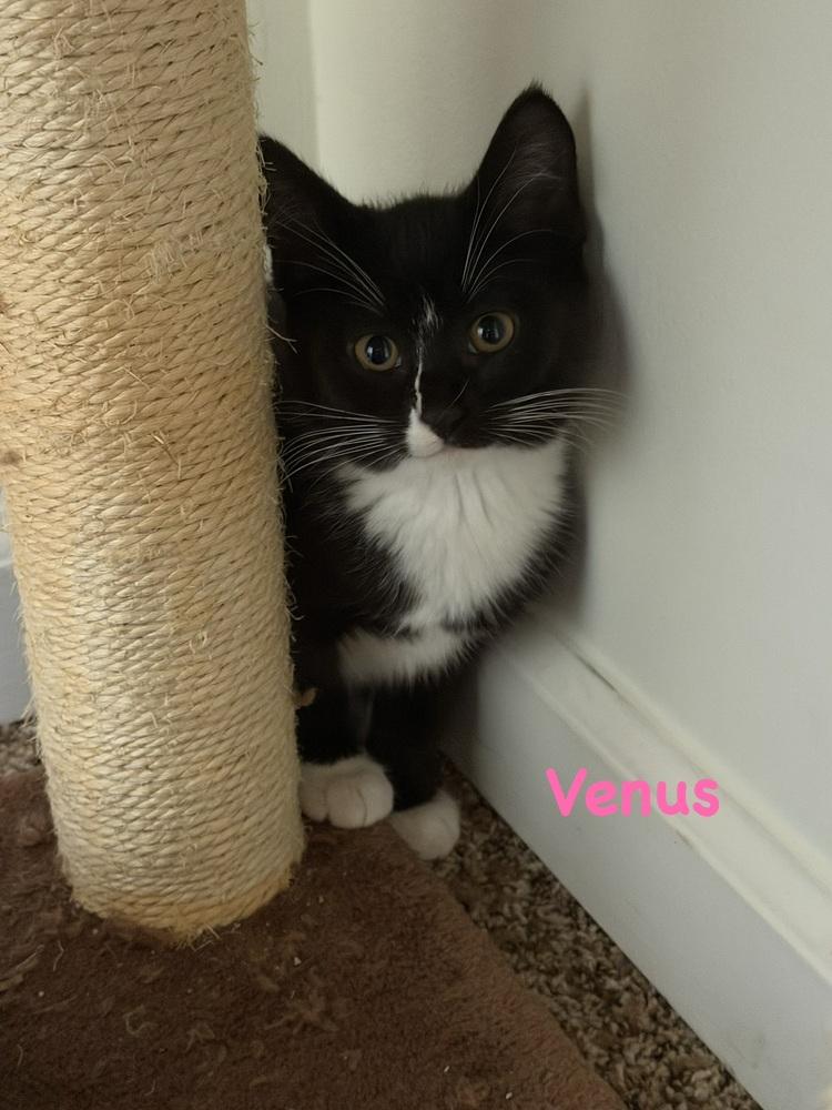 Venus (Mill Hill Crew) photo