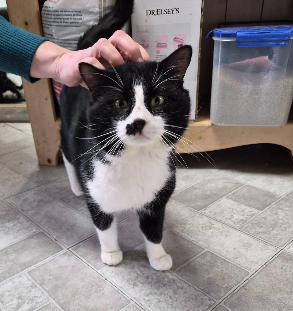 Eggplant Parm, Adoptable, Young Male Domestic Short Hair.