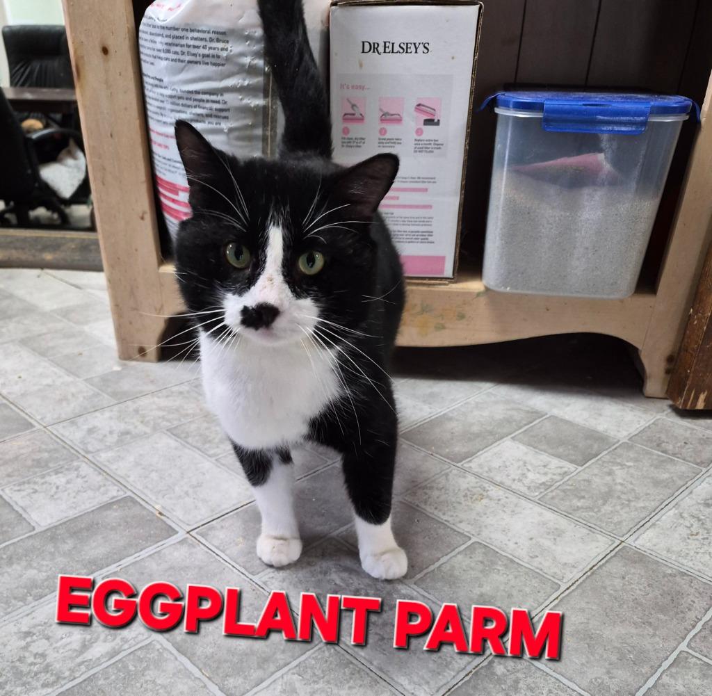 Enlarge Eggplant Parm, a Adoptable mixed breed in Rome, GA image 2/2