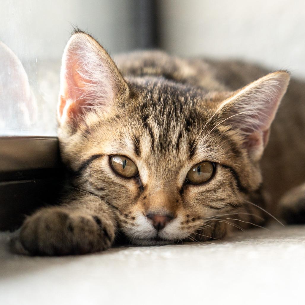 Pico, a Adoptable Domestic Short Hair in Durango, CO image 1/2
