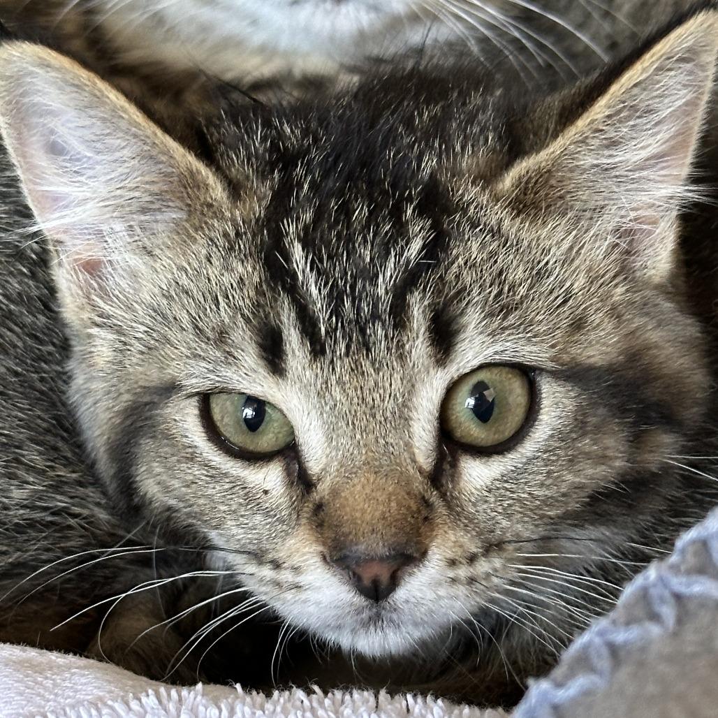 Pico, a Adoptable Domestic Short Hair in Durango, CO image 2/2