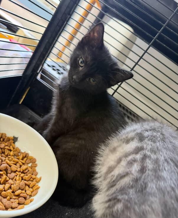 Gorgonzola, Adoptable, Kitten Female Domestic Short Hair.