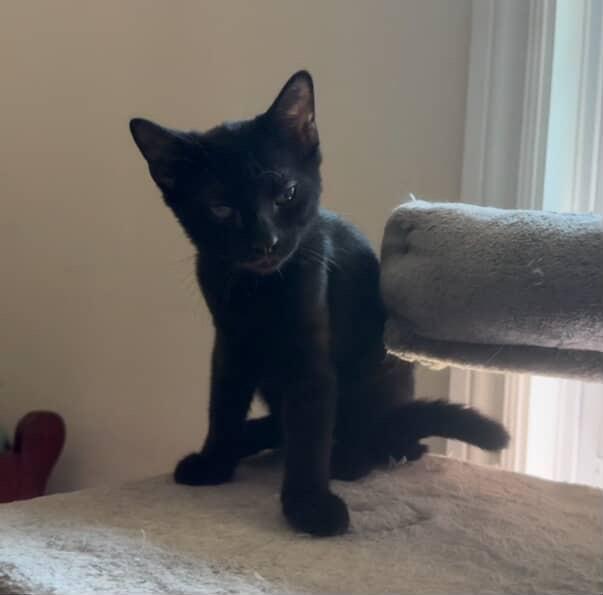 Enlarge Gorgonzola, a Adoptable Domestic Short Hair in Red Hook, NY image 2/6