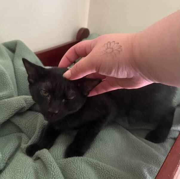 Enlarge Gorgonzola, a Adoptable Domestic Short Hair in Red Hook, NY image 4/6