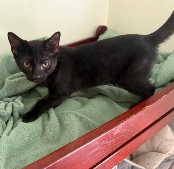 Enlarge Gorgonzola, a Adoptable Domestic Short Hair in Red Hook, NY image 5/6