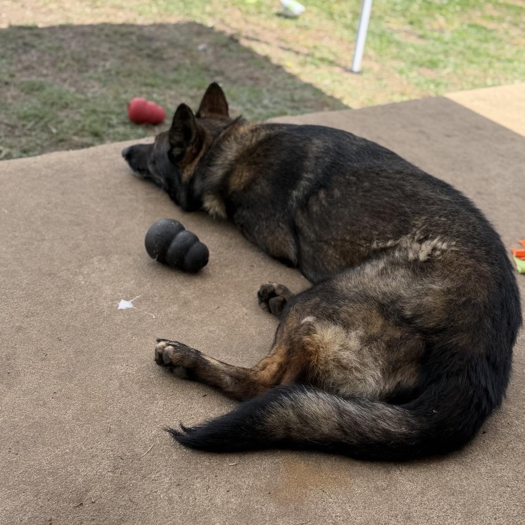 Bear 2, a Adoptable German Shepherd Dog in Tulsa, OK image 1/6