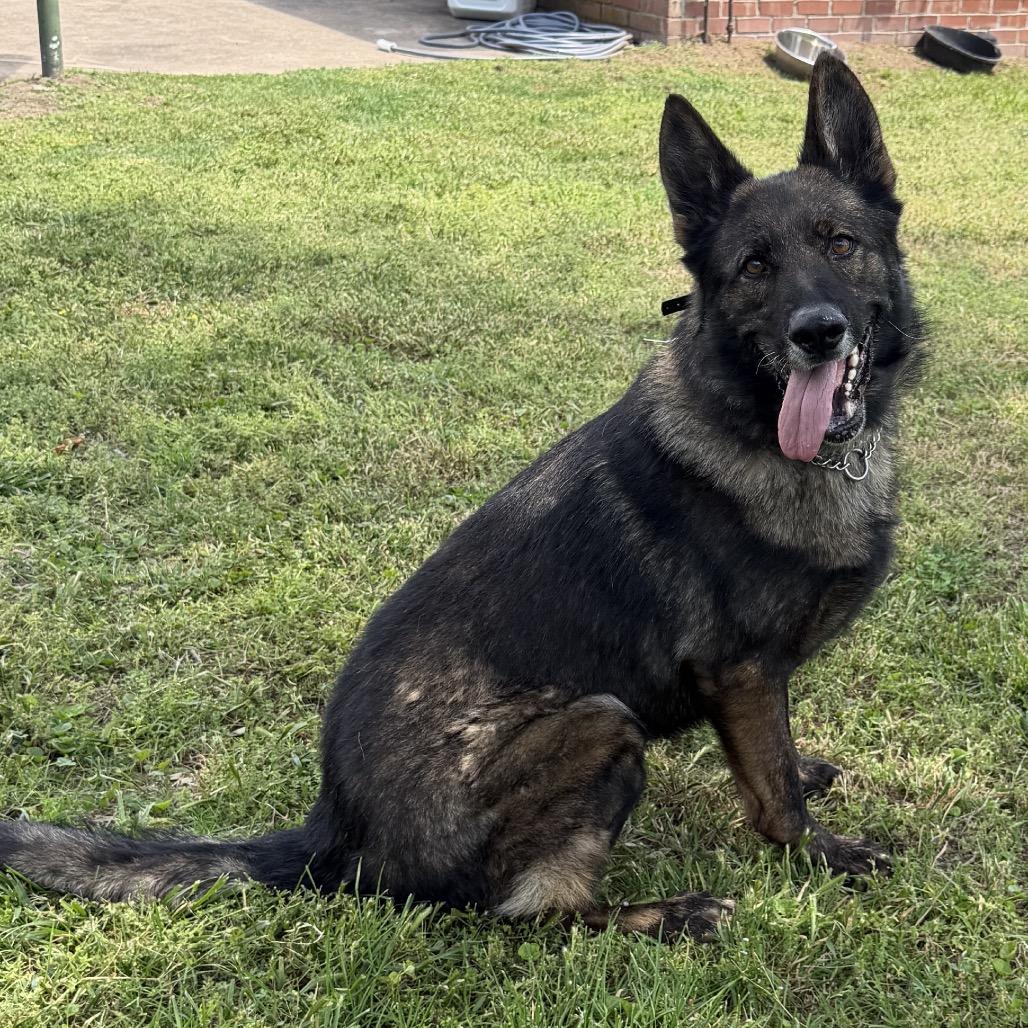 Bear 2, a Adoptable German Shepherd Dog in Tulsa, OK image 2/6