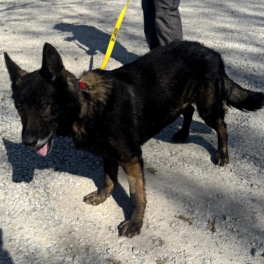 Bear 2, a Adoptable German Shepherd Dog in Tulsa, OK image 3/6