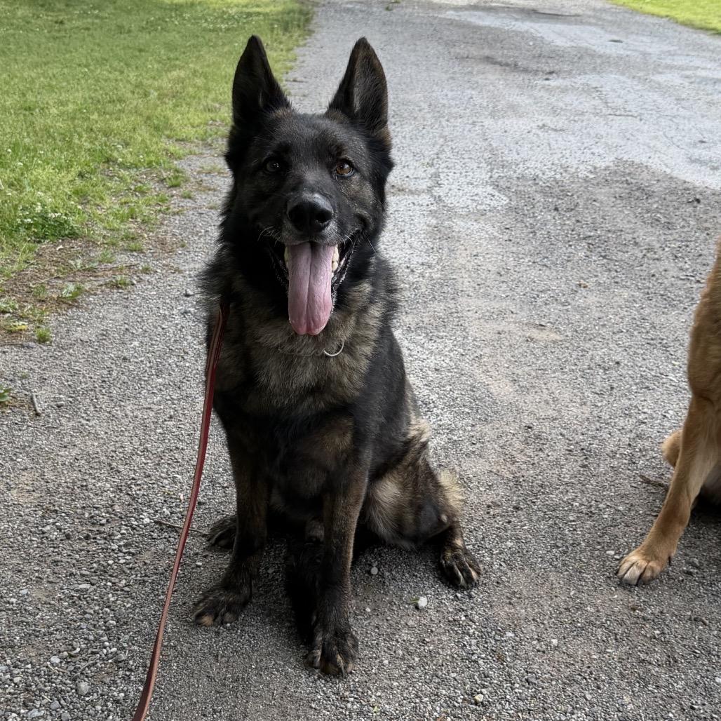 Bear 2, a Adoptable German Shepherd Dog in Tulsa, OK image 4/6