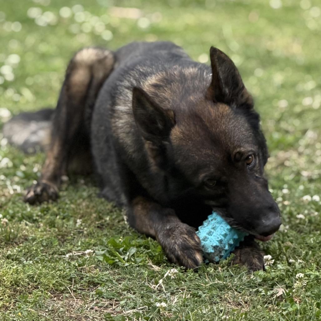 Bear 2, a Adoptable German Shepherd Dog in Tulsa, OK image 5/6