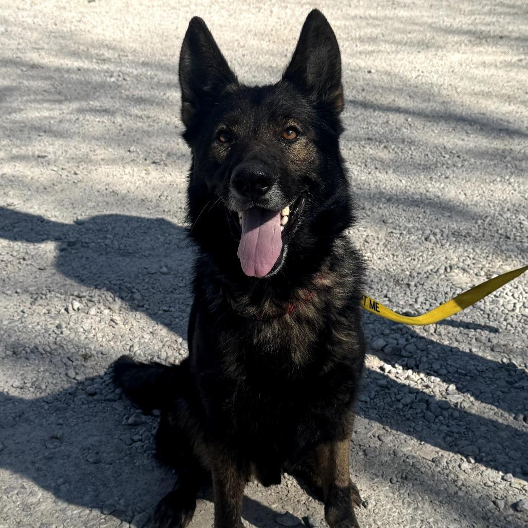 Bear 2, a Adoptable German Shepherd Dog in Tulsa, OK image 6/6