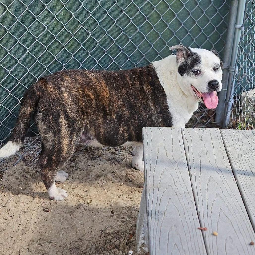 Sissy, Adoptable, Senior Female Mixed Breed.