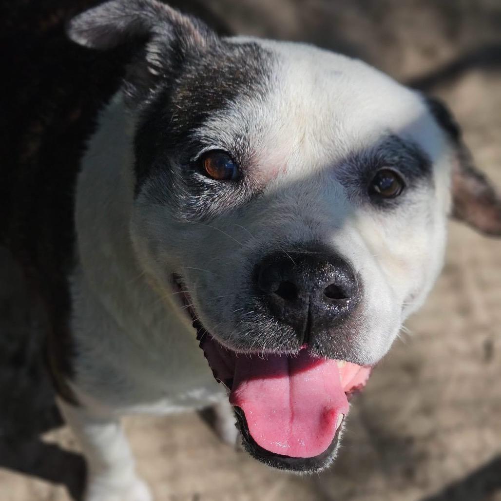 Enlarge Sissy, a Adoptable Mixed Breed in Merritt Island, FL image 3/3