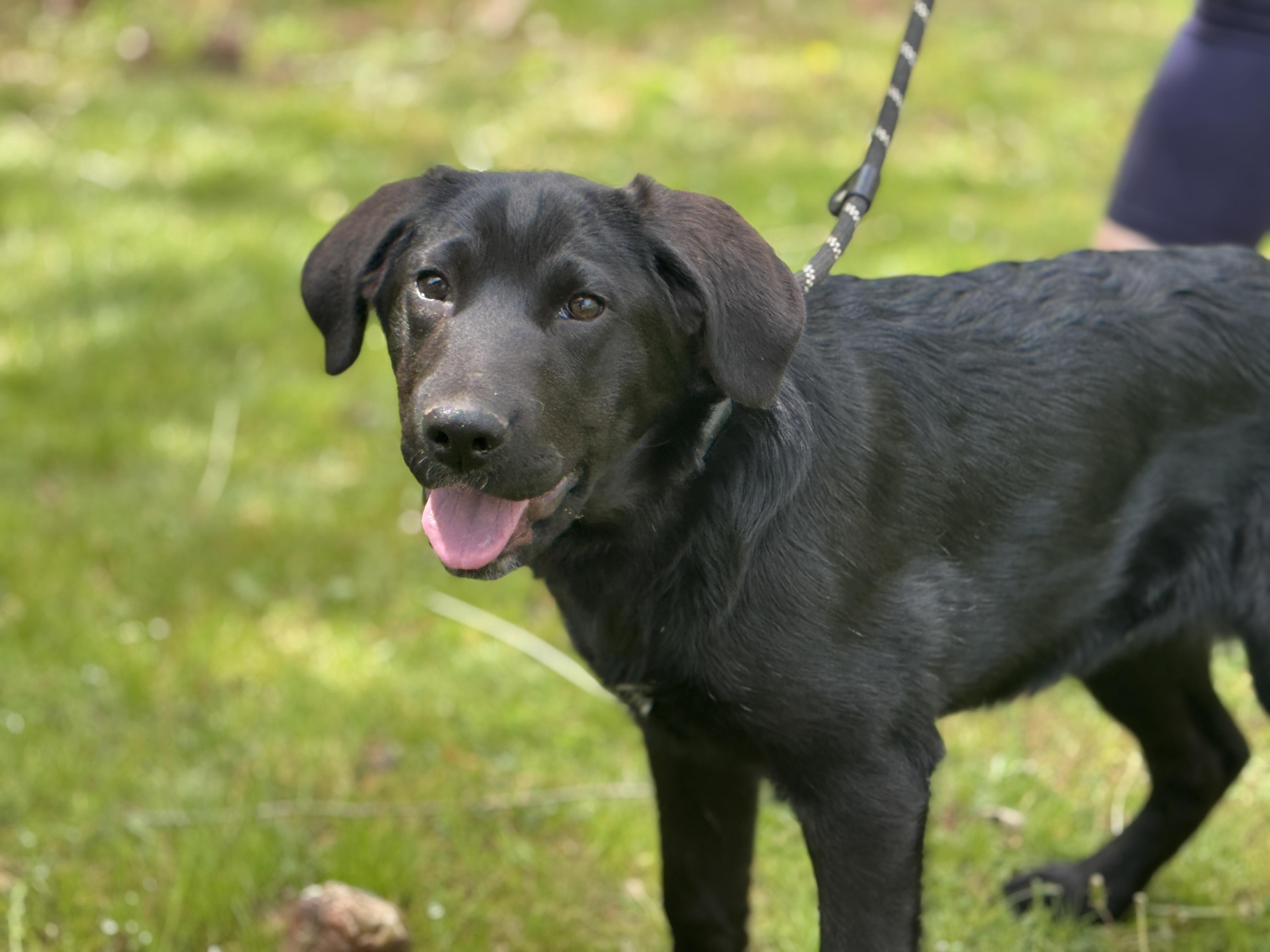 Enlarge Wren, an adopted mixed breed in Midlothian, VA image 6/6