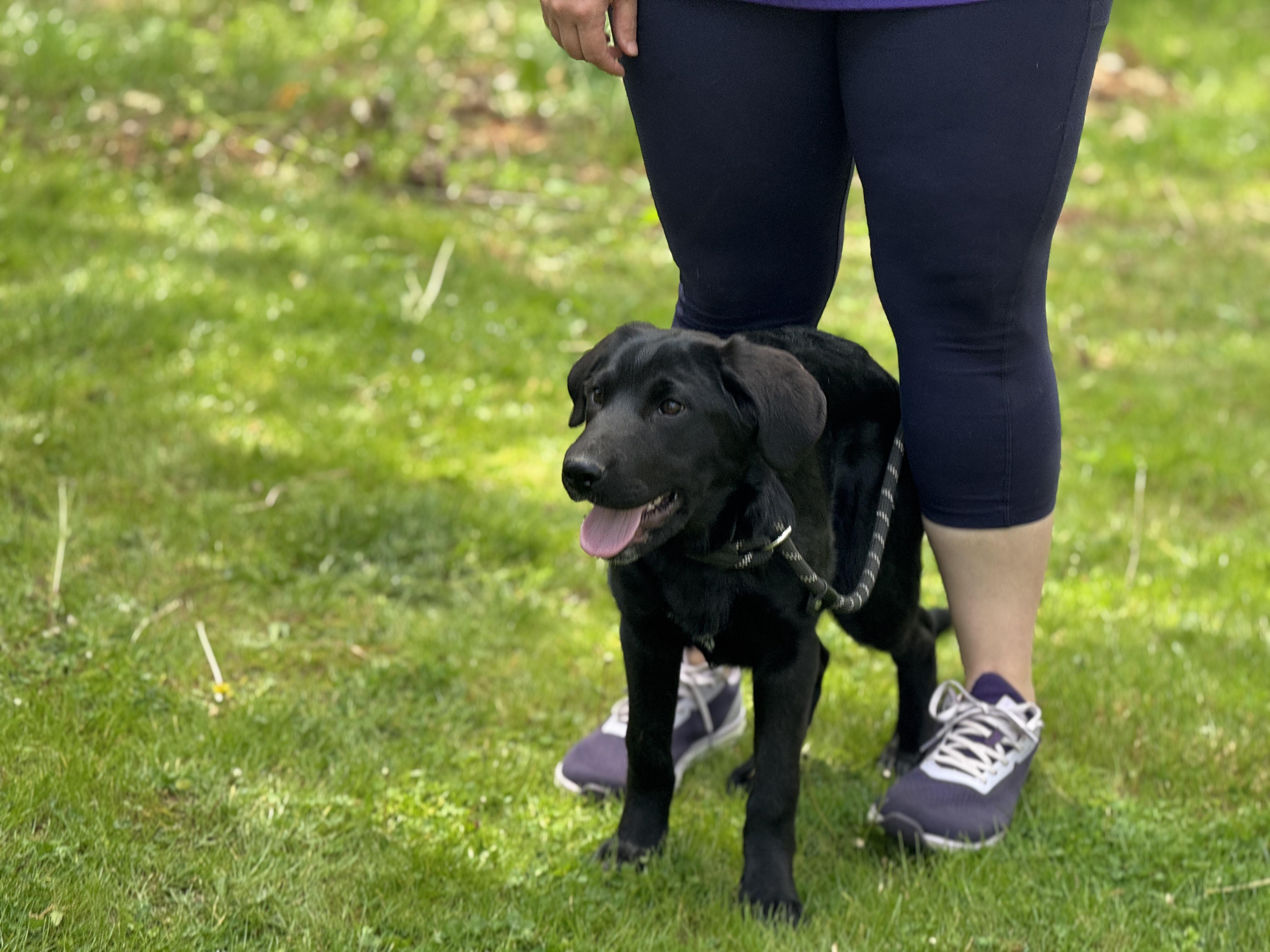Enlarge Wren, an adopted mixed breed in Midlothian, VA image 2/6