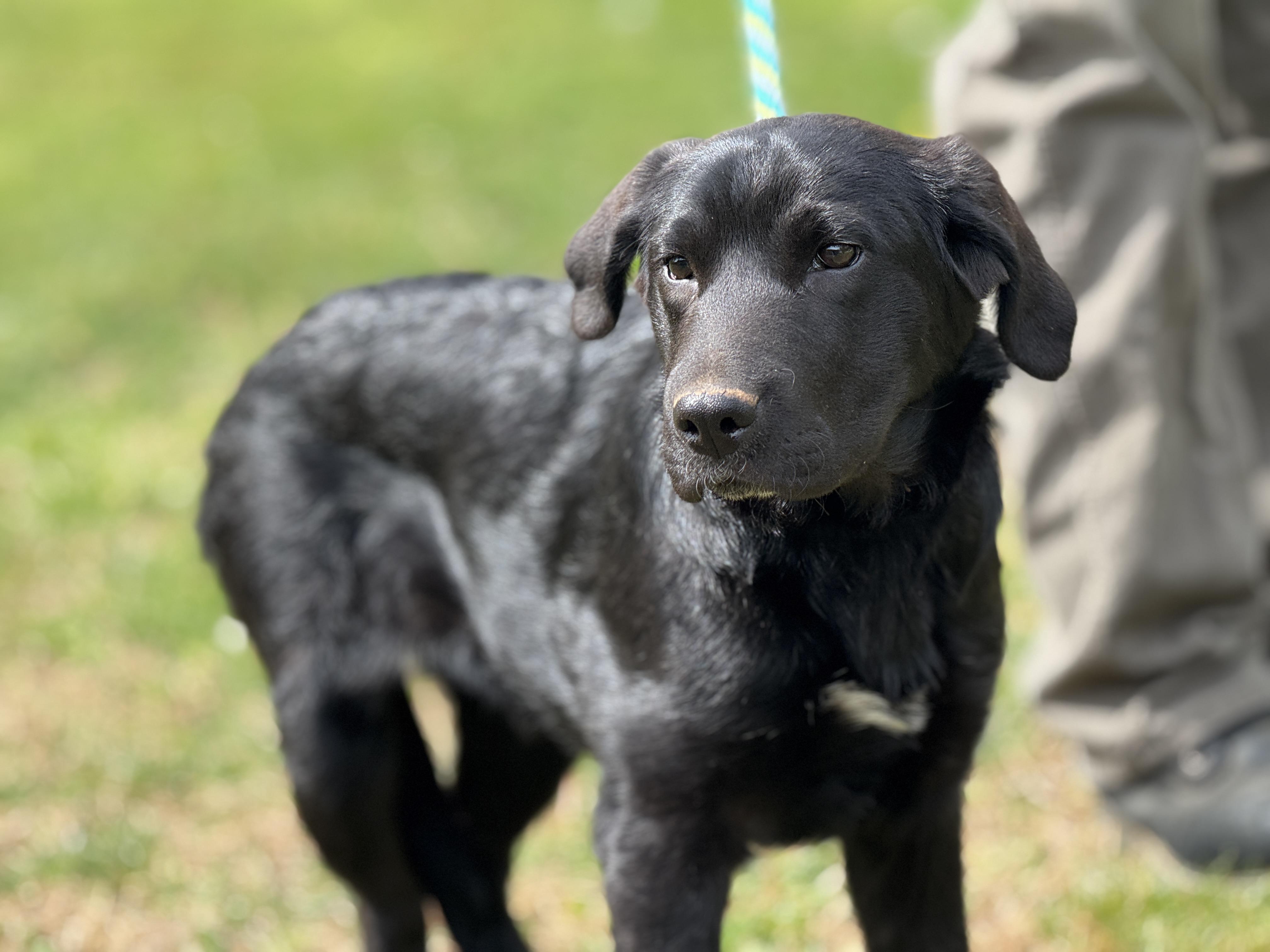 Enlarge Wren, an adopted mixed breed in Midlothian, VA image 5/6