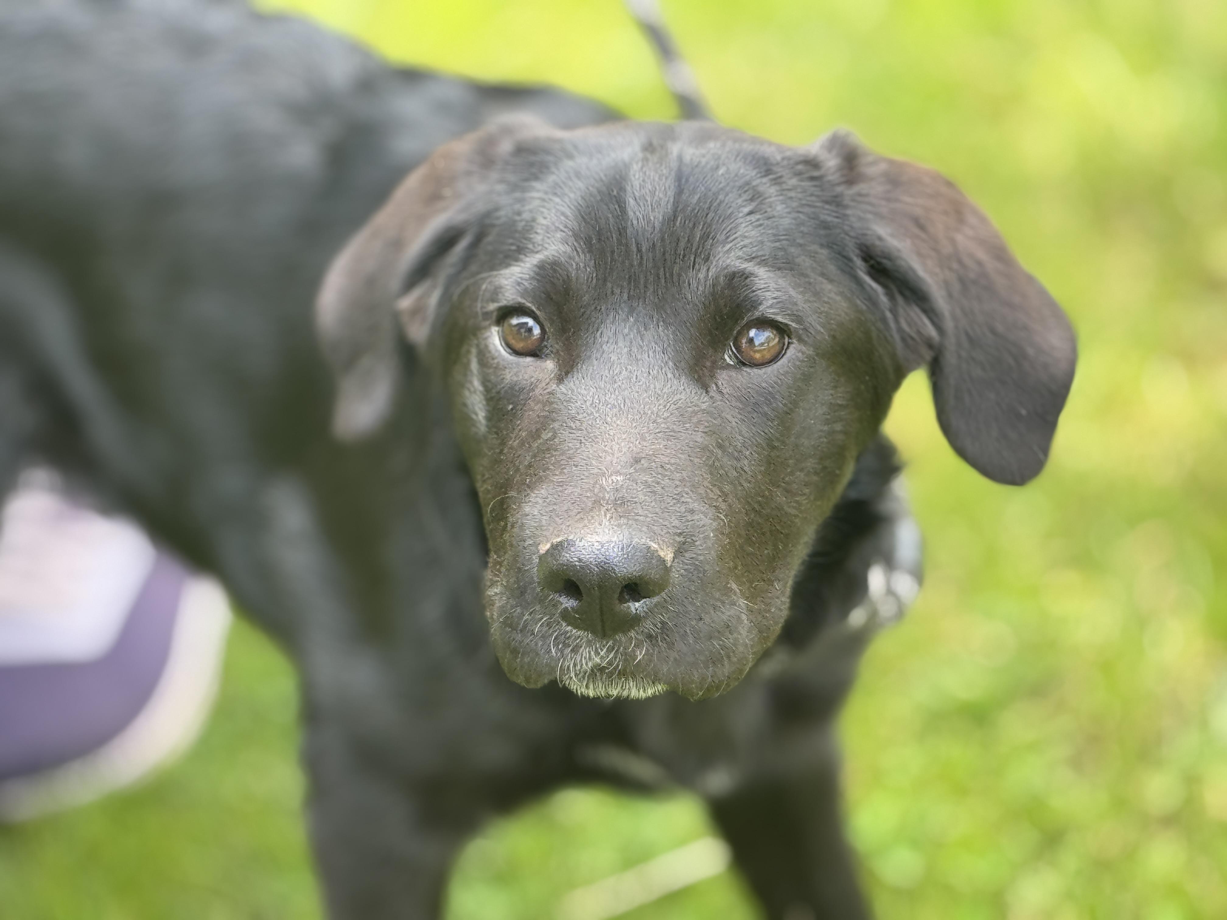 Enlarge Wren, an adopted mixed breed in Midlothian, VA image 3/6