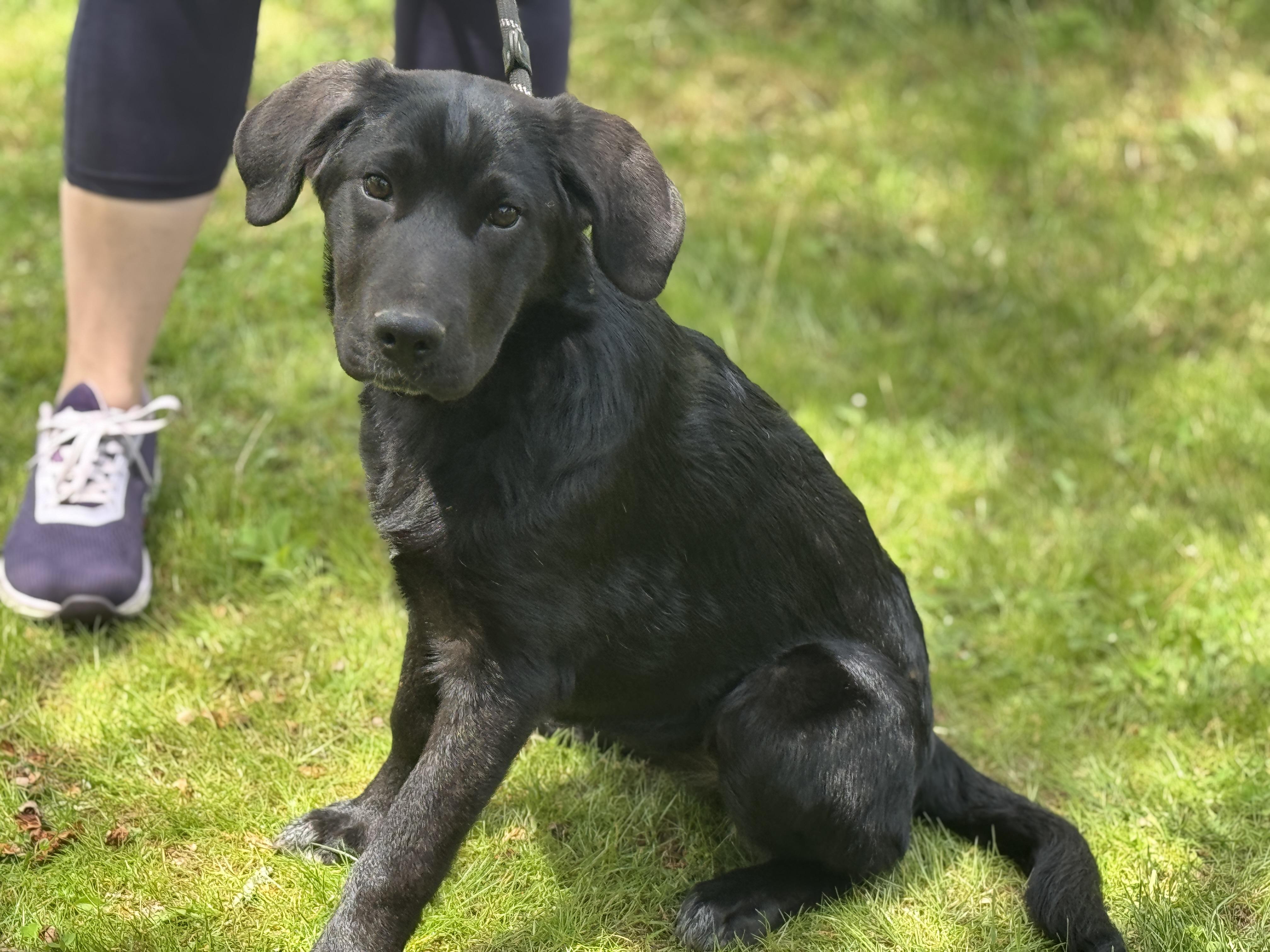 Enlarge Wren, an adopted mixed breed in Midlothian, VA image 4/6