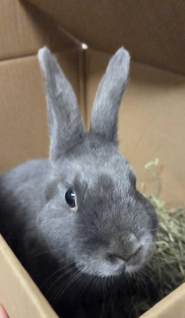 Diesel, Adoptable, Adult Male American.