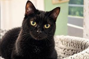 Enlarge Rocks, a Adoptable mixed breed in Moncks Corner, SC image 1/1