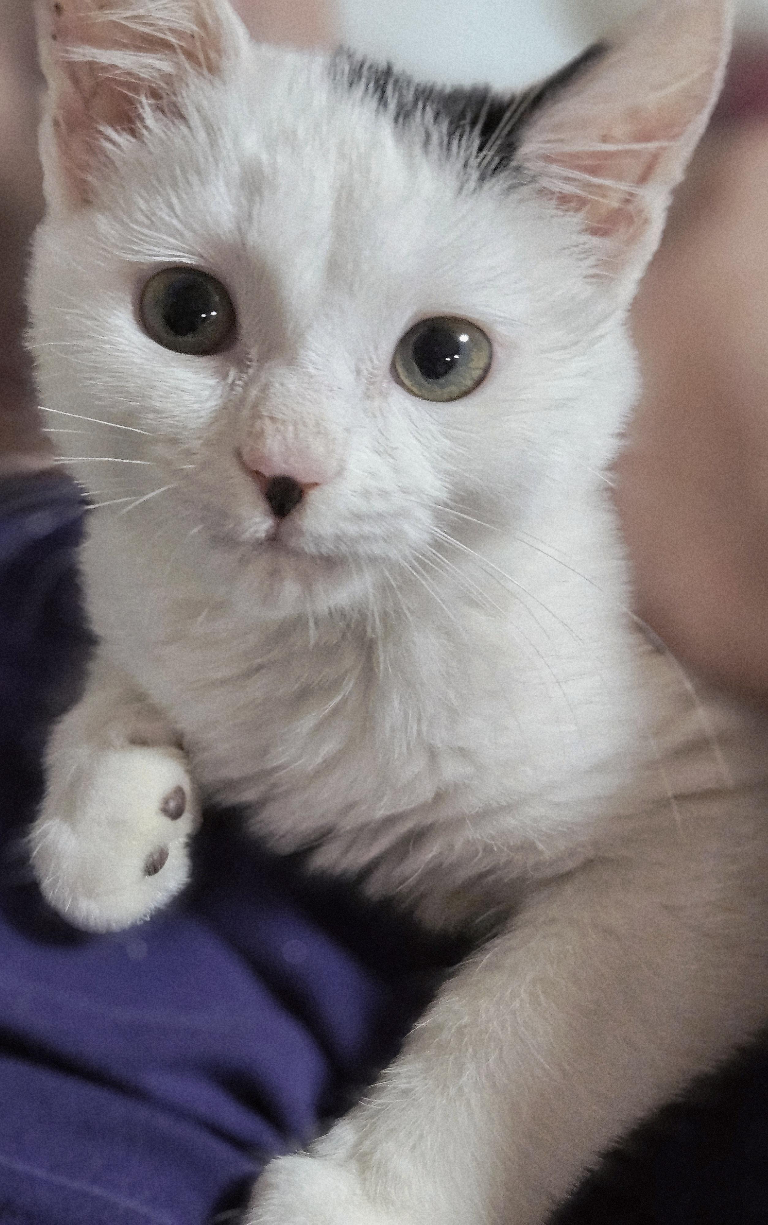 Dove, ADOPTABLE, Kitten Female Turkish Van & Domestic Short Hair.