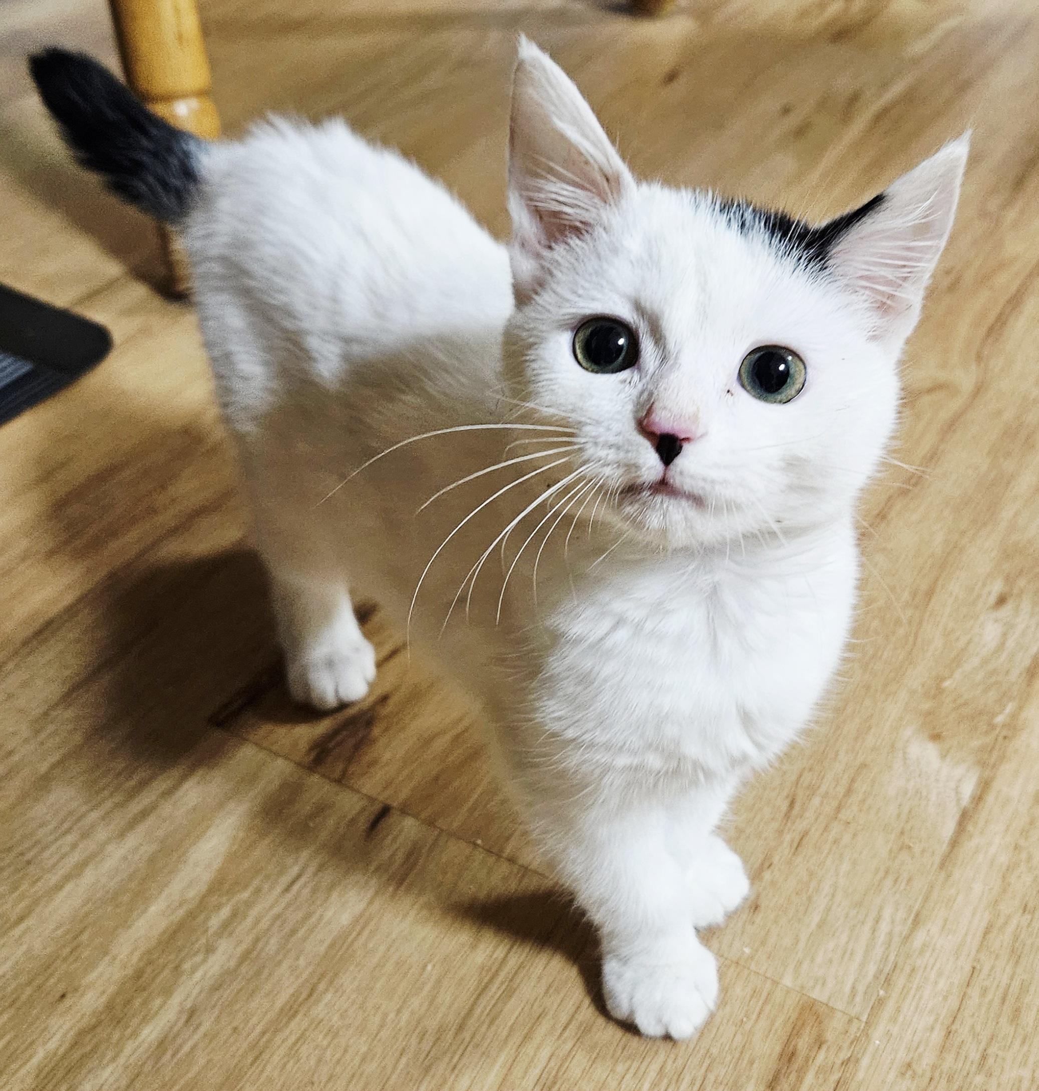 Dove, ADOPTABLE, Kitten Female Turkish Van & Domestic Short Hair.