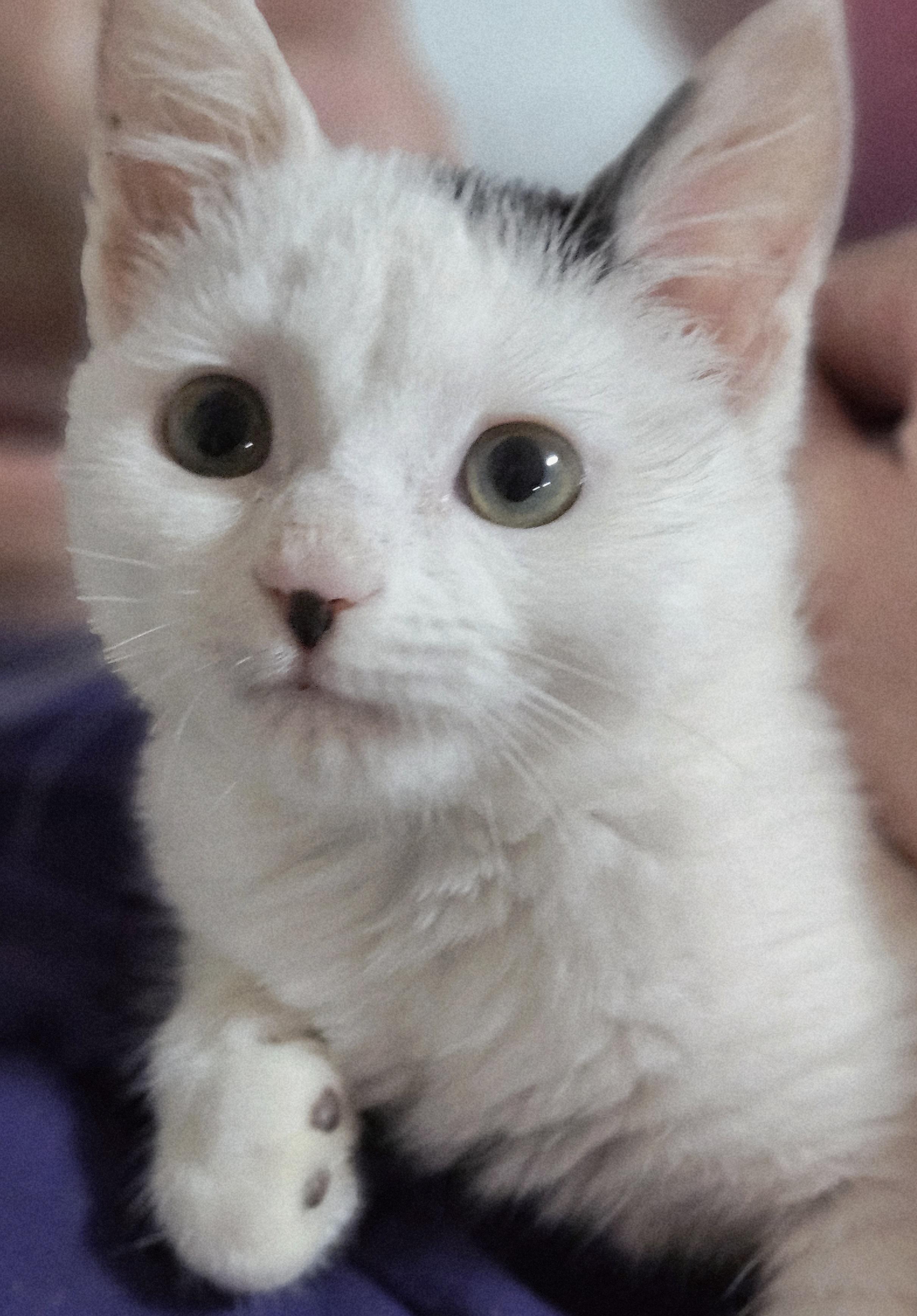 Dove, a ADOPTABLE mixed breed in Berlin, CT image 5/5