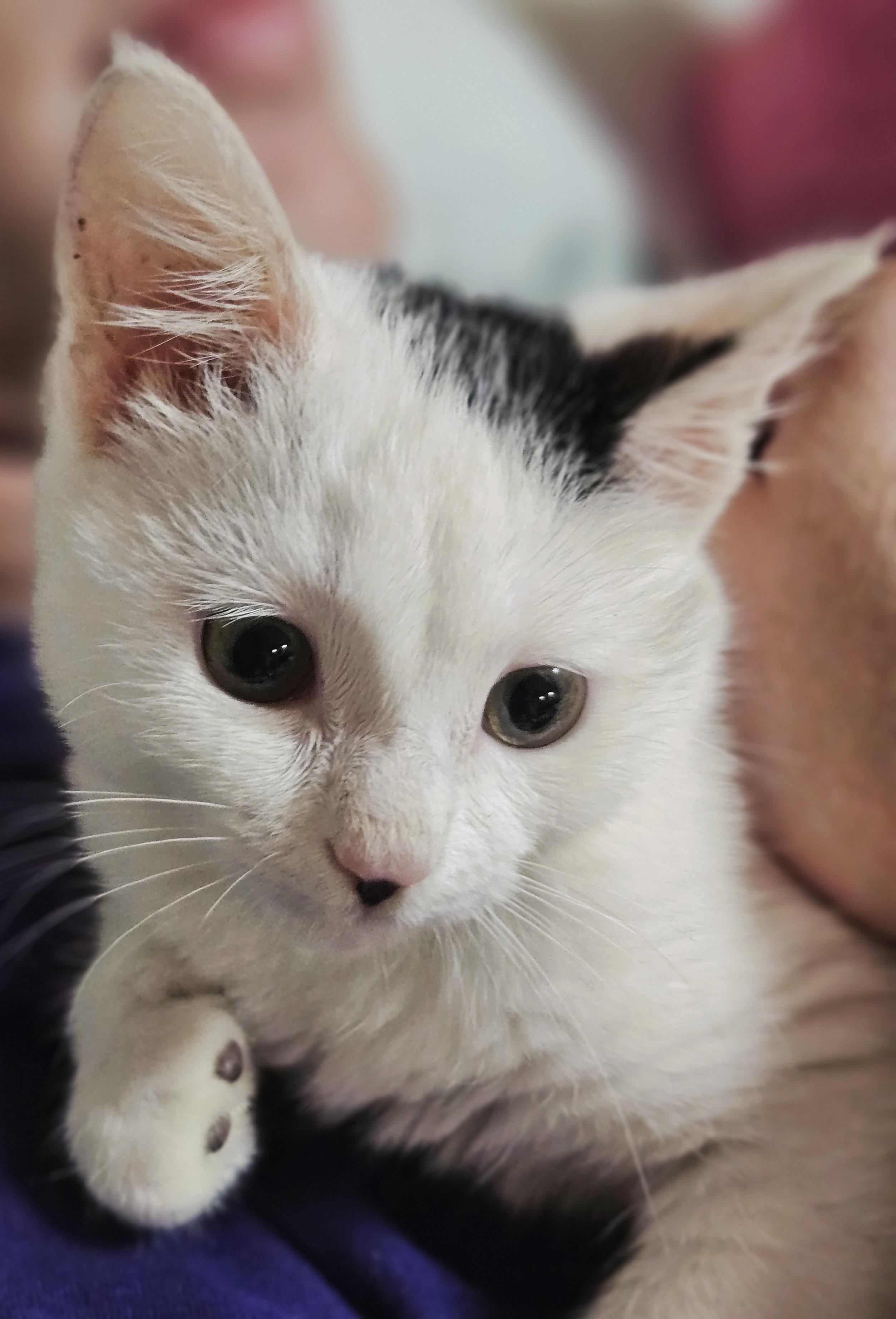 Dove, a ADOPTABLE mixed breed in Berlin, CT image 2/5