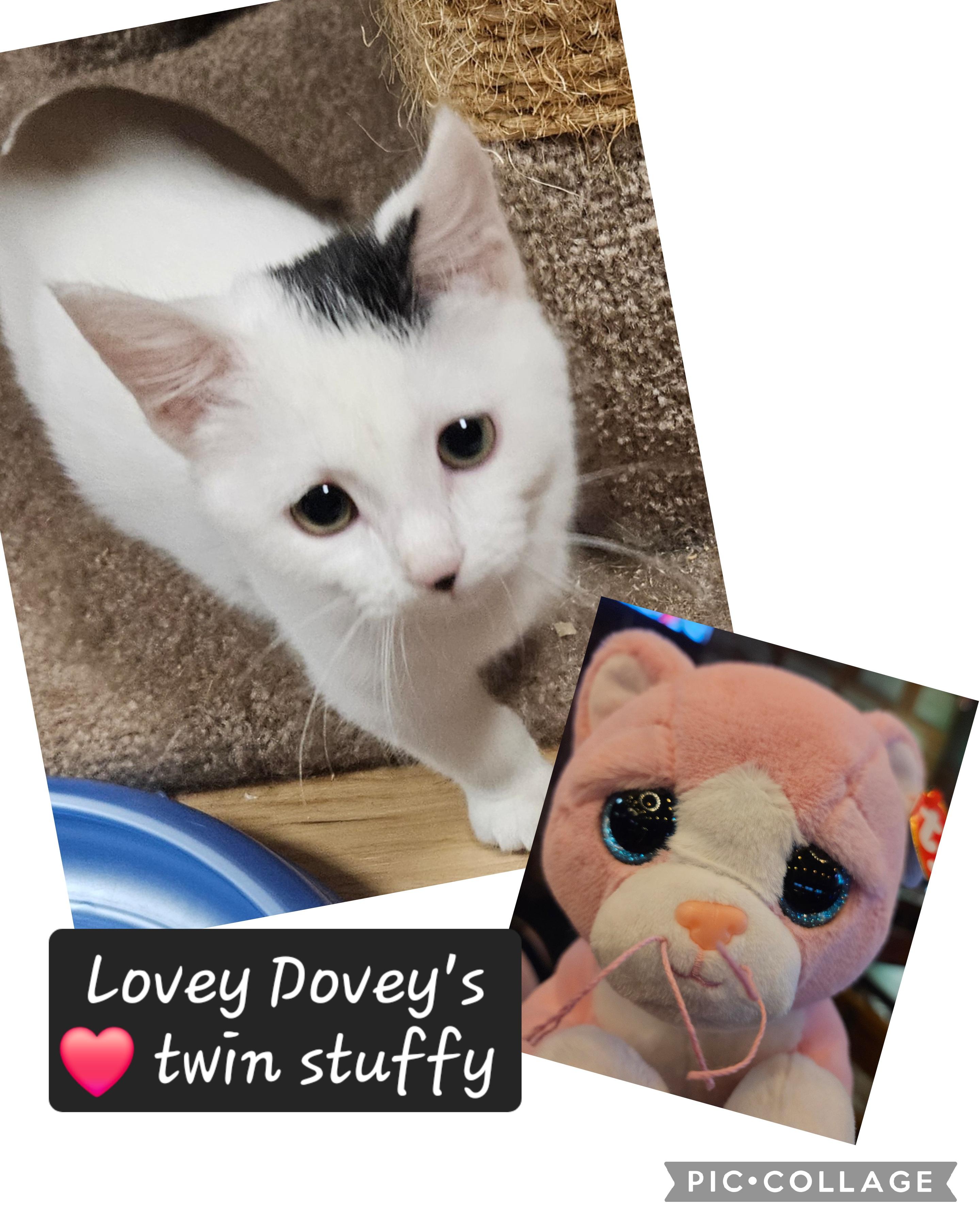Enlarge Dove, a ADOPTABLE mixed breed in Berlin, CT image 4/6