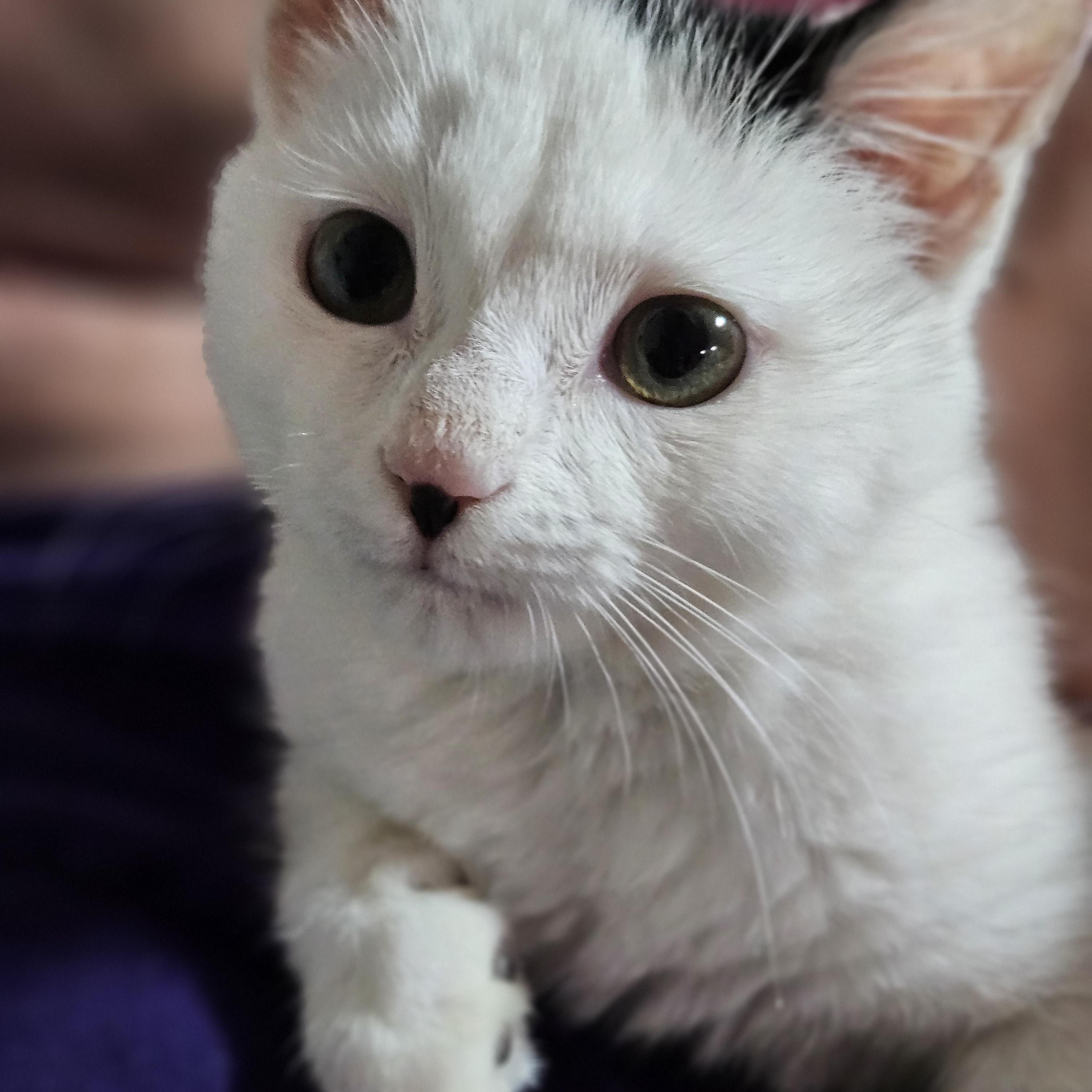 Dove, a ADOPTABLE mixed breed in Berlin, CT image 4/5
