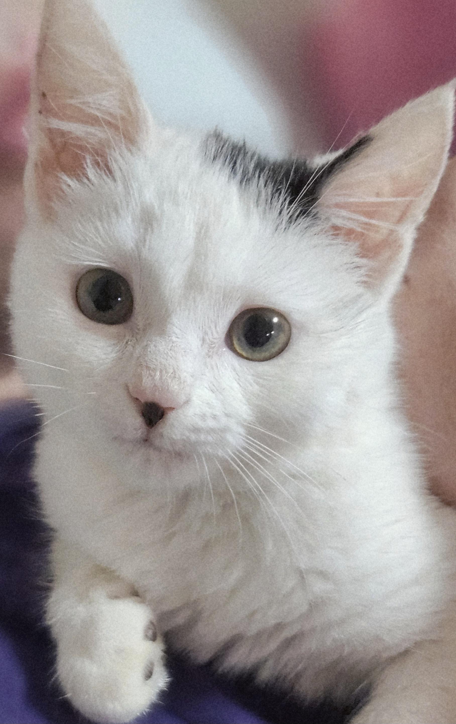 Dove, a ADOPTABLE mixed breed in Berlin, CT image 3/5