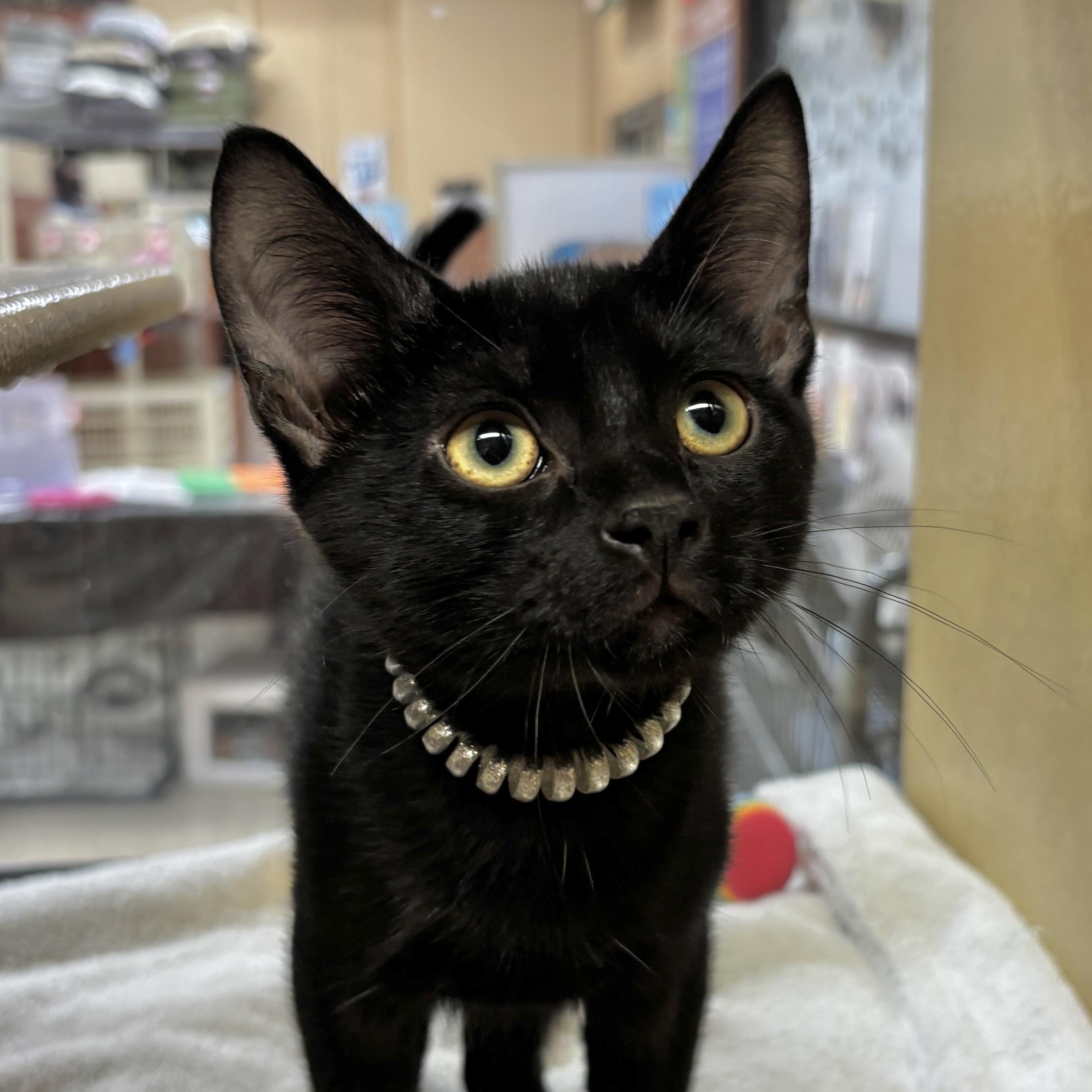 Henry, Baby Male Domestic Short Hair