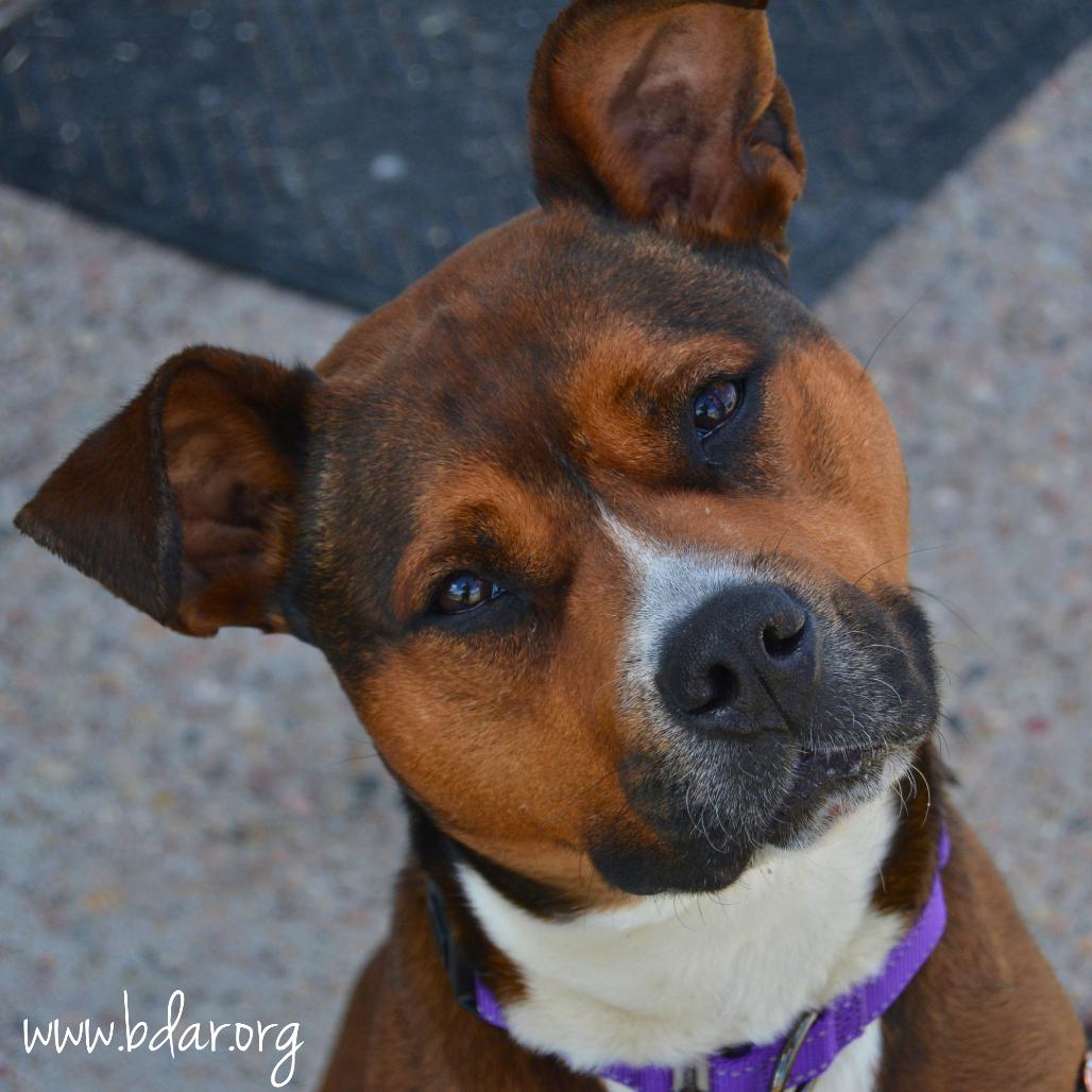 Nessie, Adoptable, Adult Female Pit Bull Terrier & Boxer.