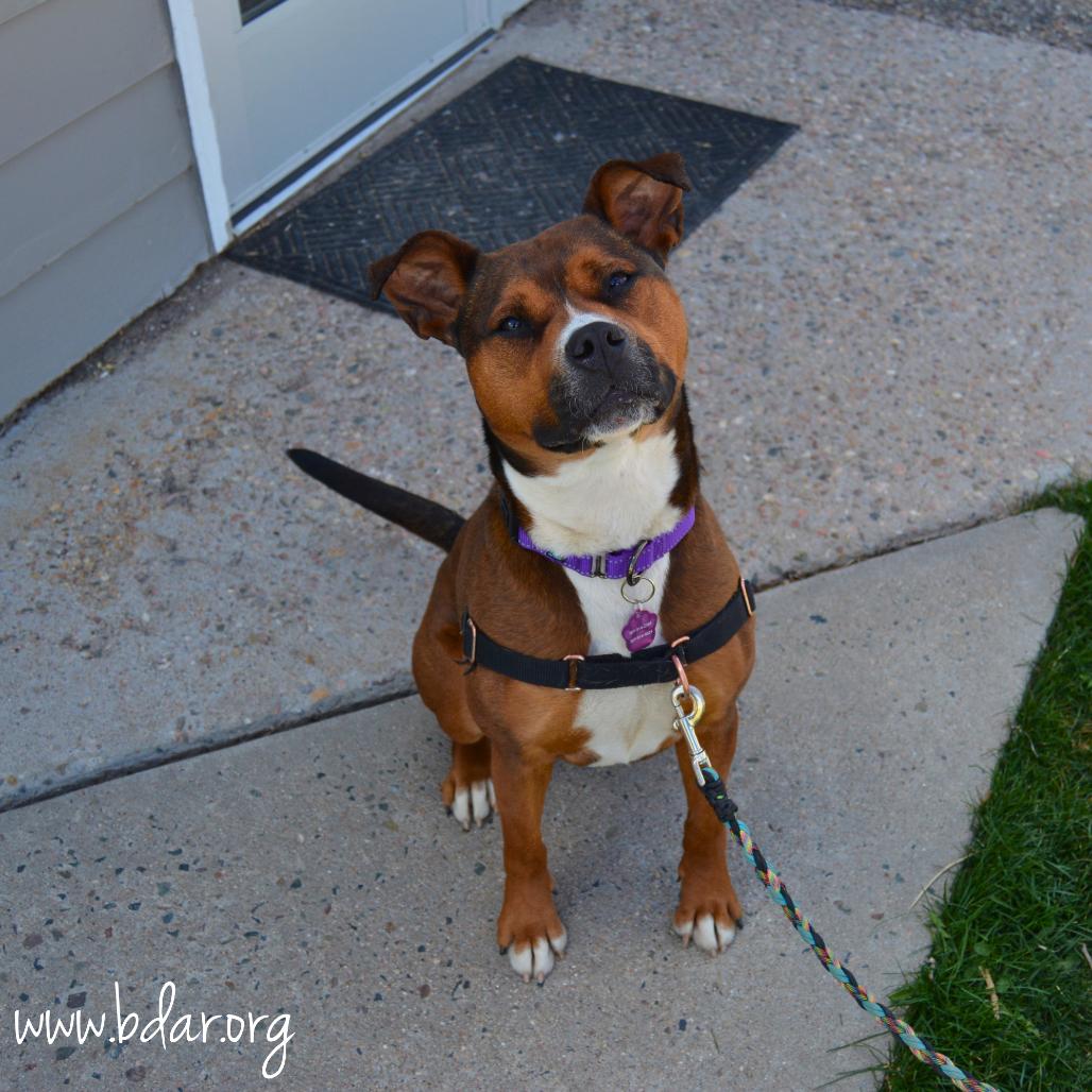 Nessie, a Adoptable mixed breed in Cheyenne, WY image 2/3
