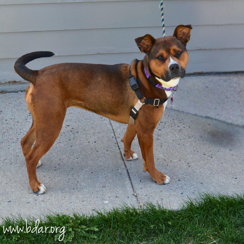 Nessie, a Adoptable mixed breed in Cheyenne, WY image 3/3