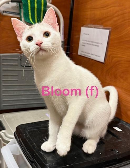 BLOOM Kitten (f) photo