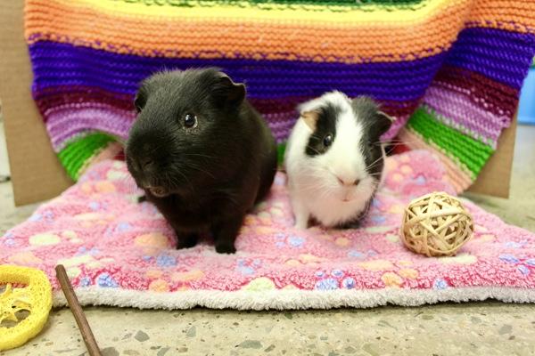 Link, Adoptable, Adult Male Guinea Pig.