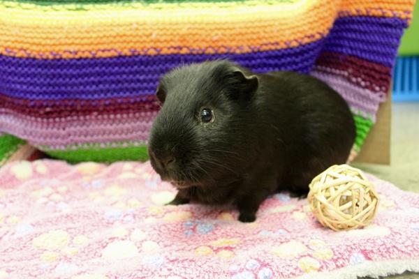 Enlarge Link, a Adoptable mixed breed in Indiana, PA image 2/6