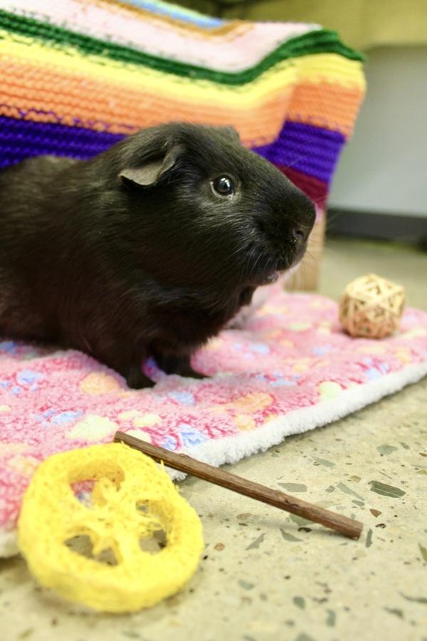 Enlarge Link, a Adoptable mixed breed in Indiana, PA image 3/6