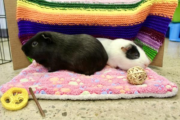 Enlarge Link, a Adoptable mixed breed in Indiana, PA image 4/6