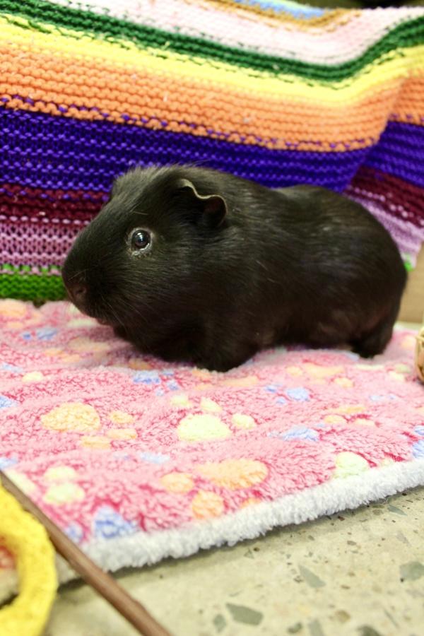 Enlarge Link, a Adoptable mixed breed in Indiana, PA image 5/6