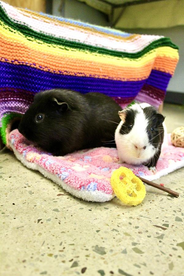 Enlarge Link, a Adoptable mixed breed in Indiana, PA image 6/6