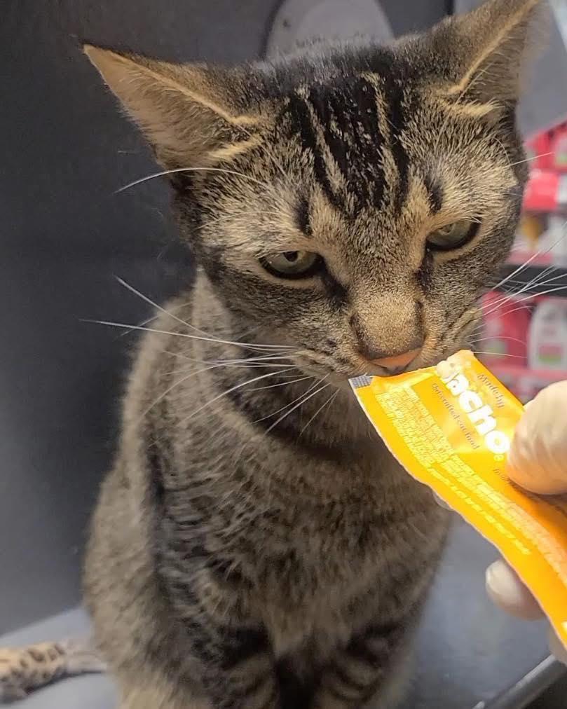 Finn, Adoptable, Adult Male Domestic Short Hair.