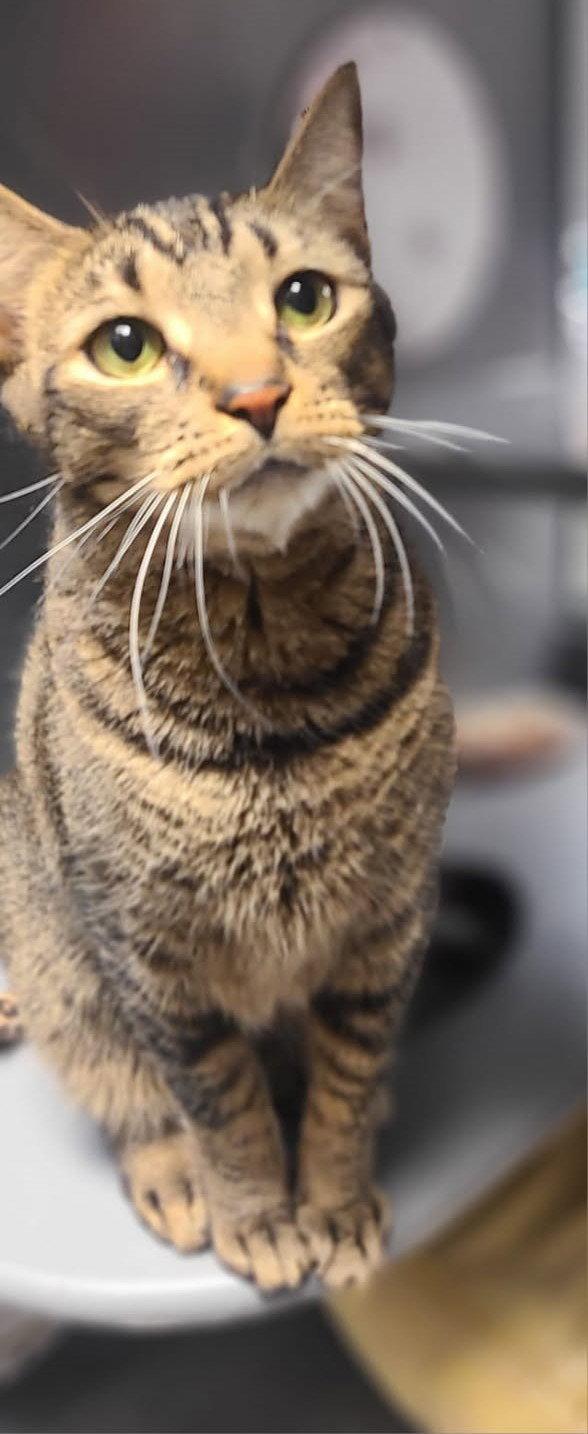 Enlarge Finn, a Adoptable Domestic Short Hair in Spring Lake, NJ image 2/3