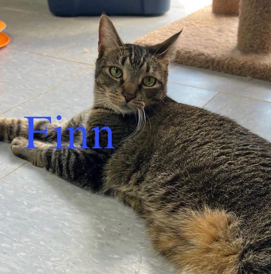 Enlarge Finn, a Adoptable Domestic Short Hair in Spring Lake, NJ image 3/3