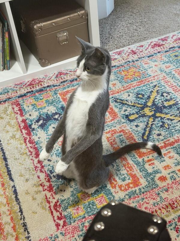Fable, a Adoptable Domestic Short Hair in Fort Collins, CO image 2/6
