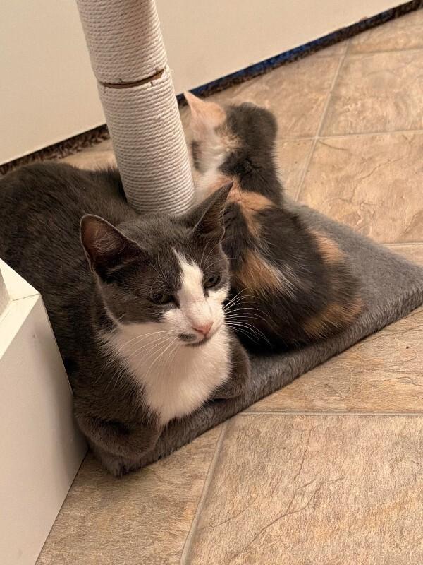 Fable, a Adoptable Domestic Short Hair in Fort Collins, CO image 4/6