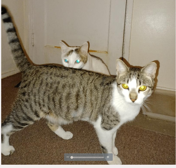 Fianna, a Adoptable Tabby in Orange, CA image 1/3